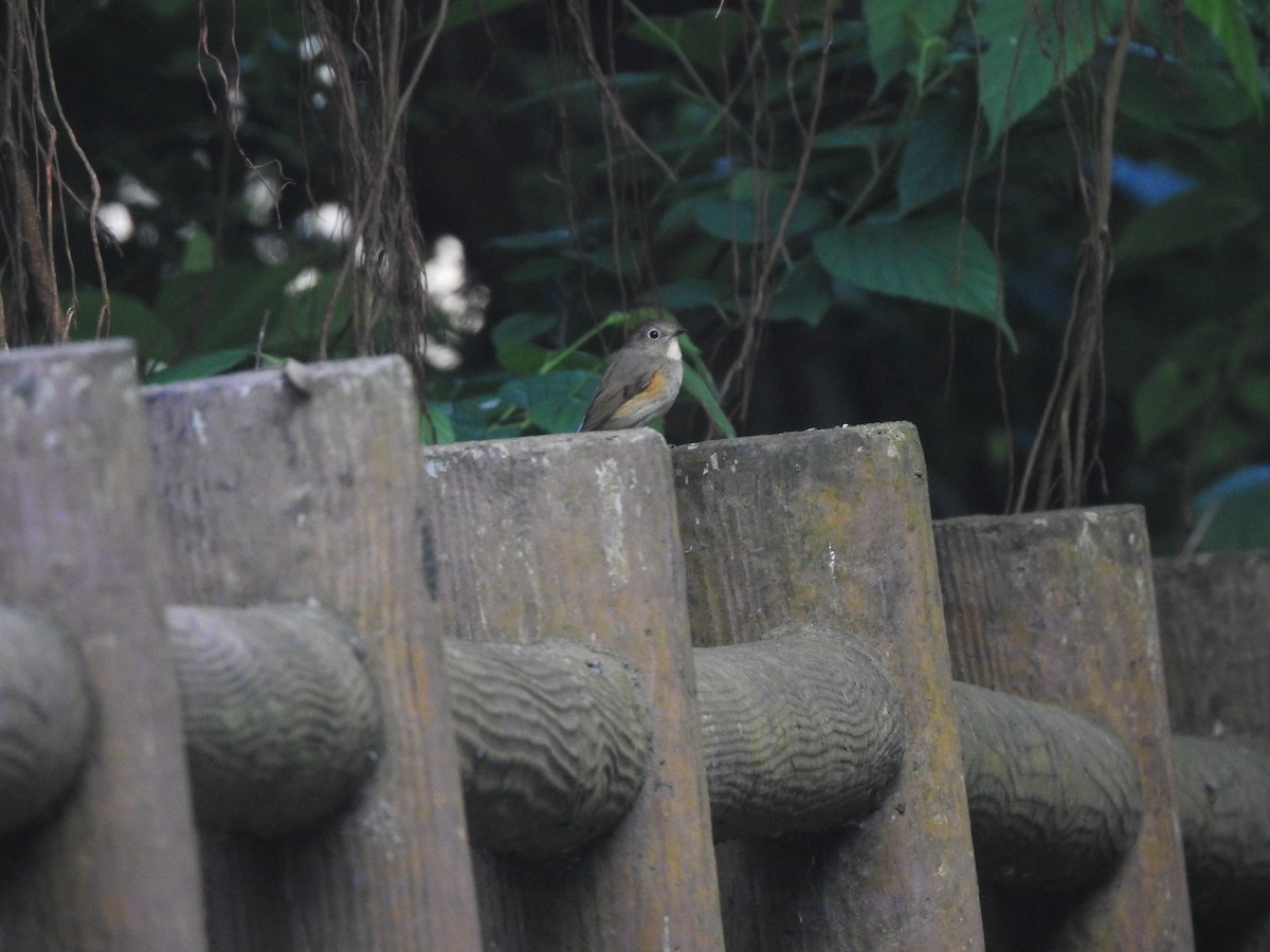 Red-flanked Bluetail - 羅 美玉