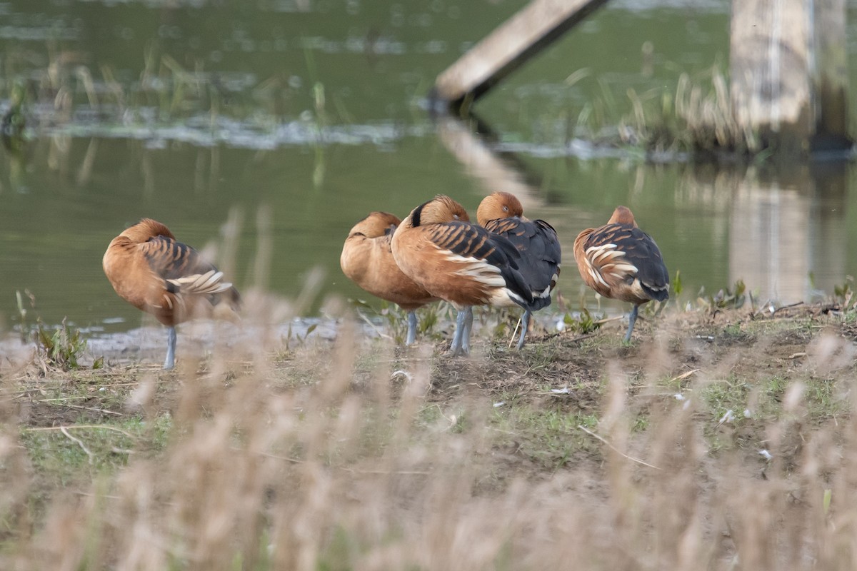 Fulvous Whistling-Duck - ML617819837