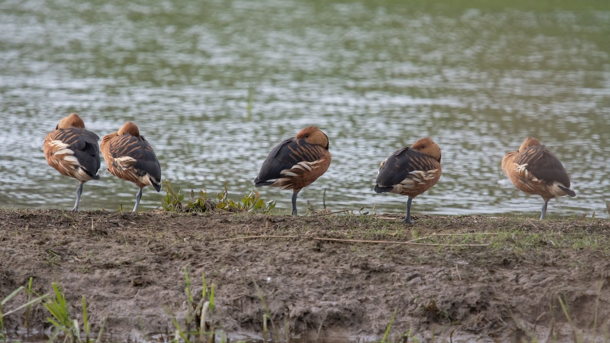 Fulvous Whistling-Duck - ML617819838