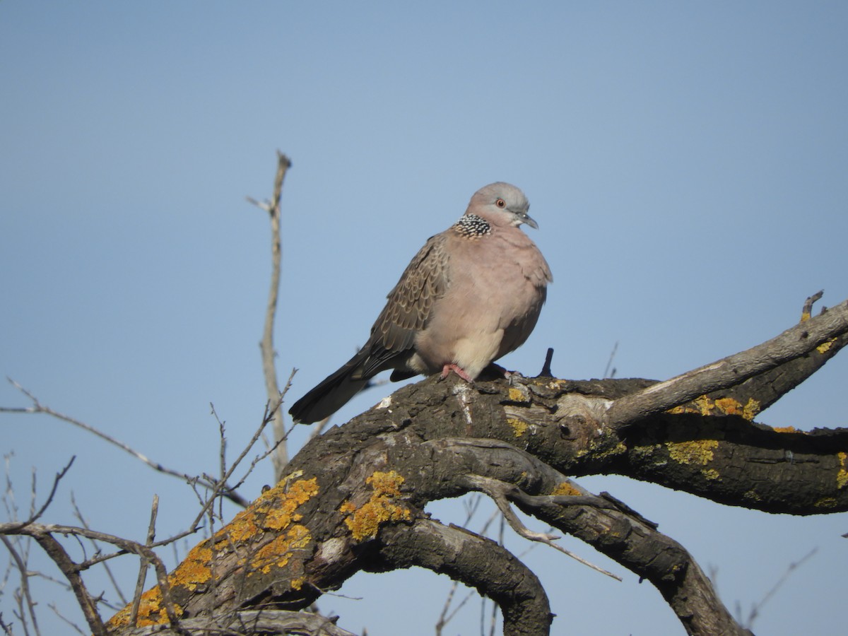 Spotted Dove - ML617819868