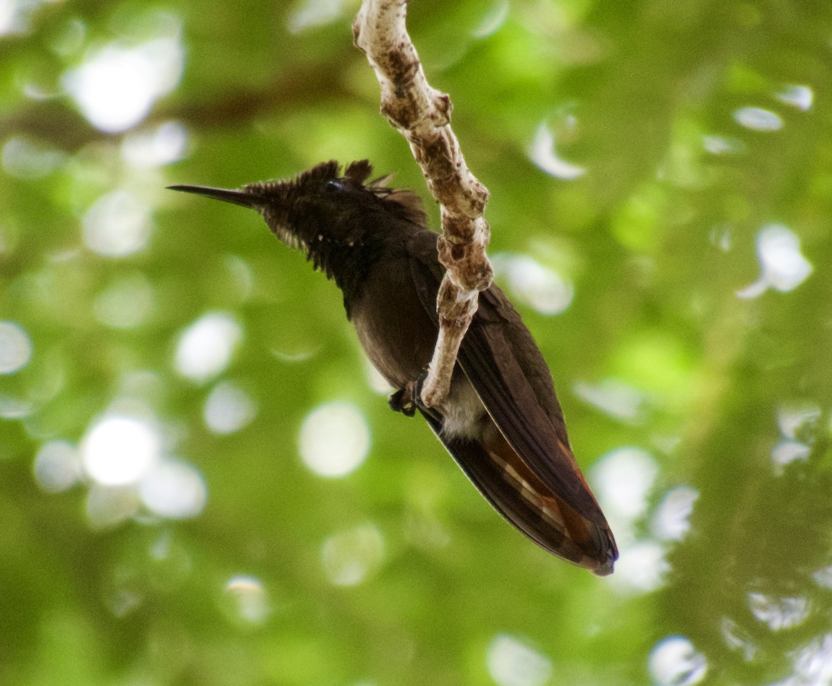 kolibřík topasovohrdlý - ML617819869