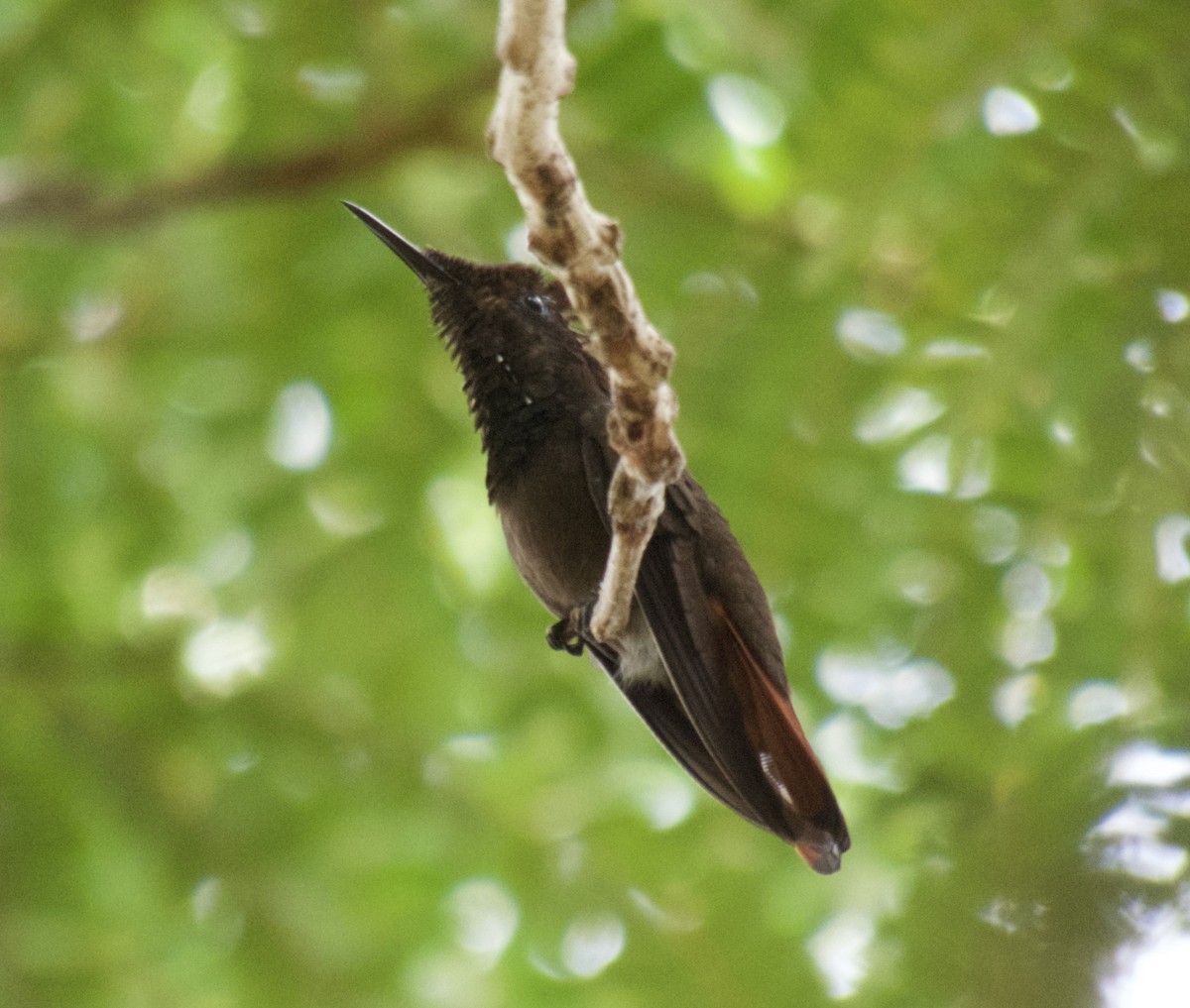 kolibřík topasovohrdlý - ML617819874