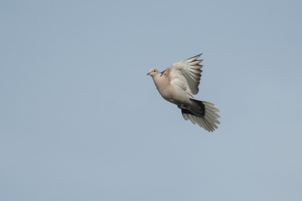 Eurasian Collared-Dove - ML617819889