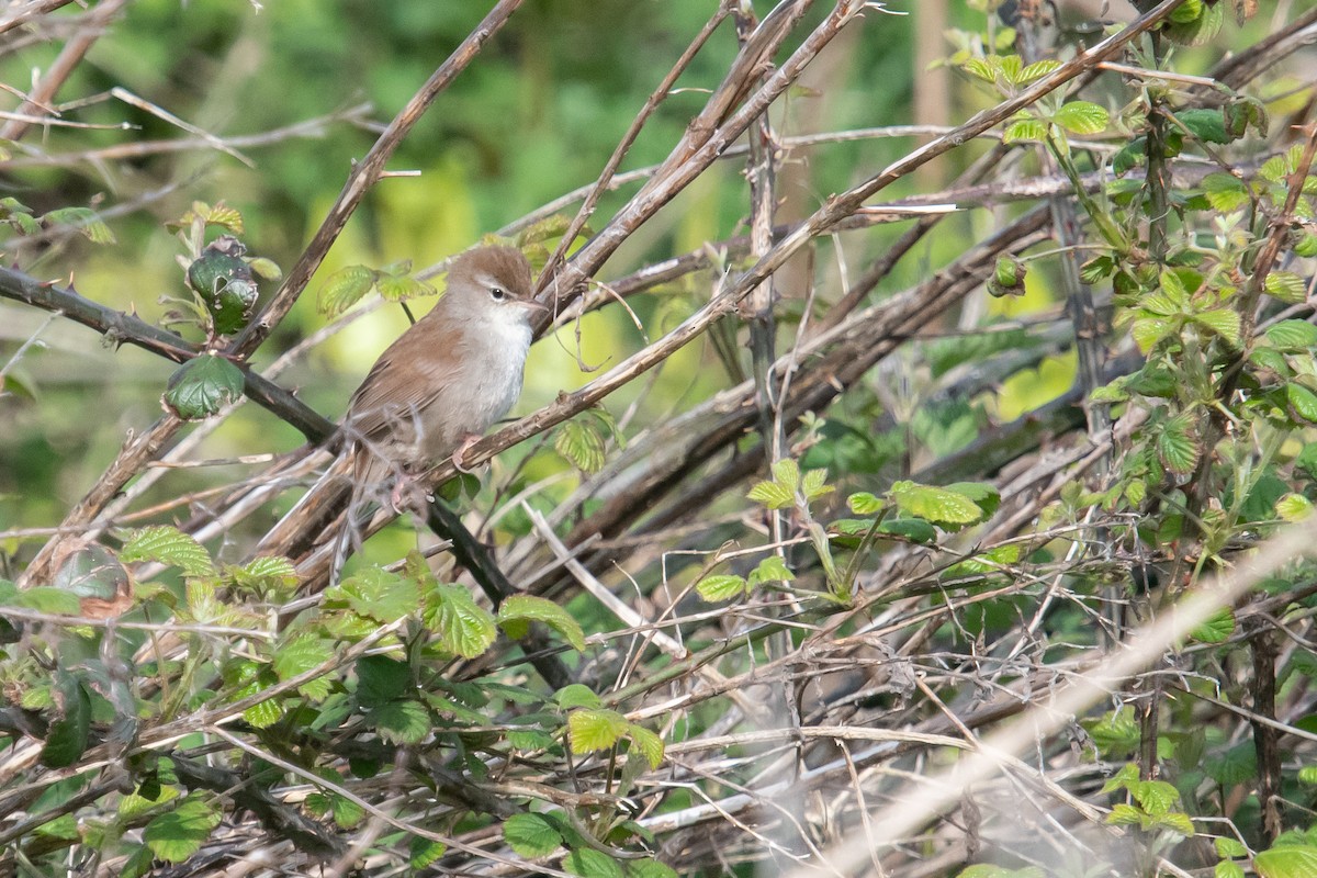 Cetti's Warbler - David Campbell