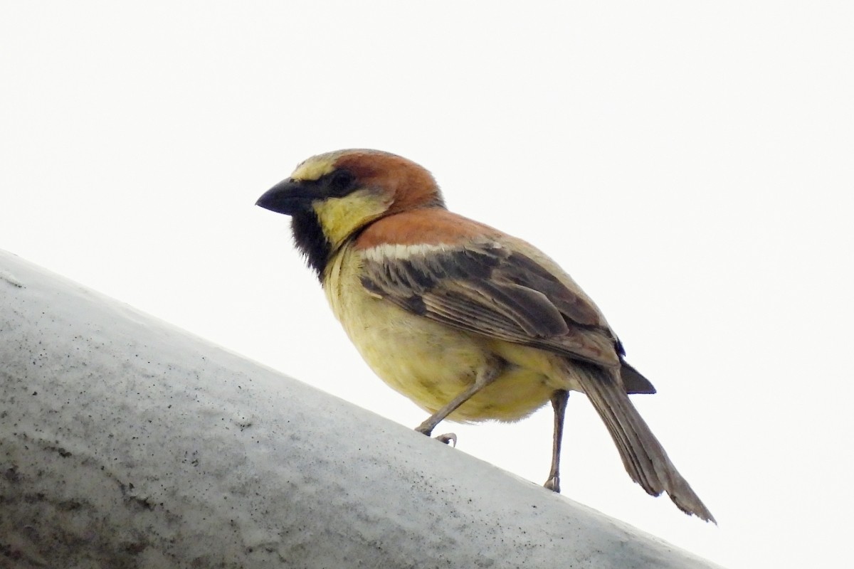Plain-backed Sparrow - Leszek Noga