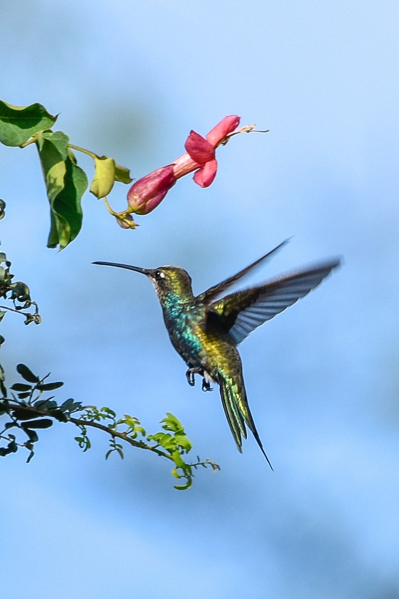 kolibřík cerradový - ML617819939