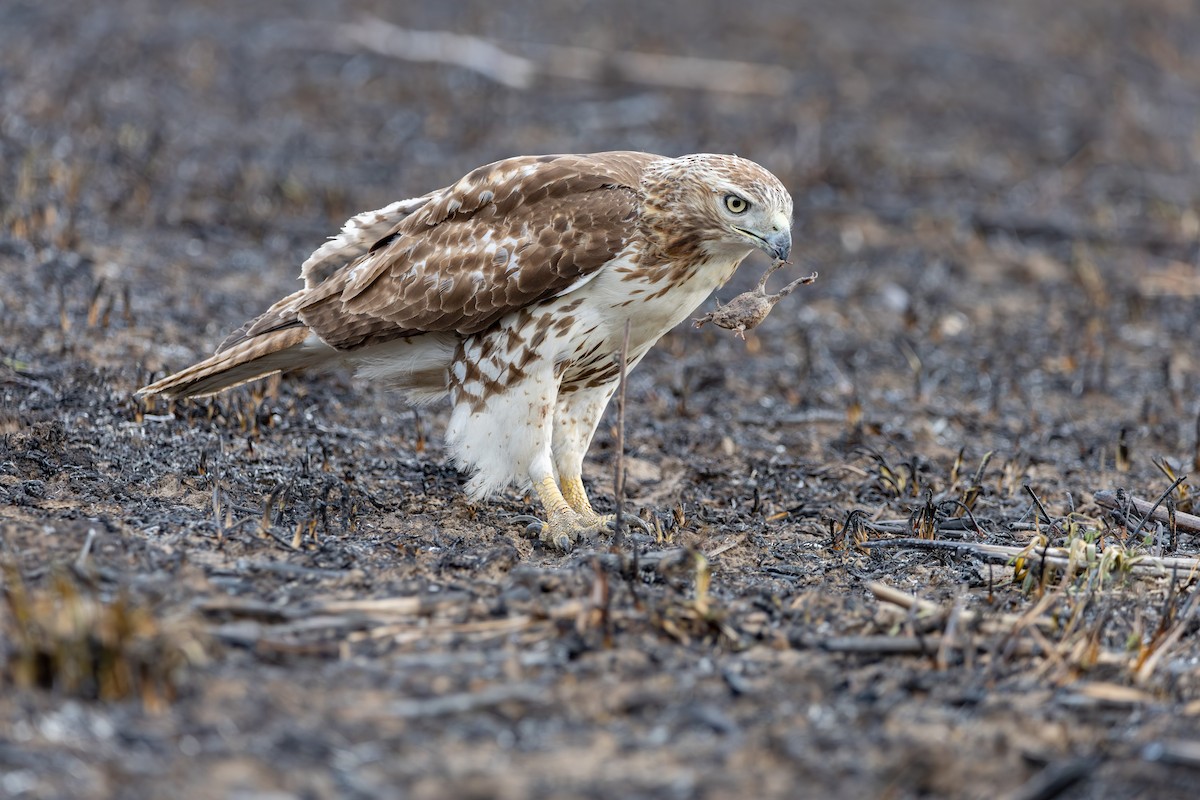 Red-tailed Hawk - John Liber