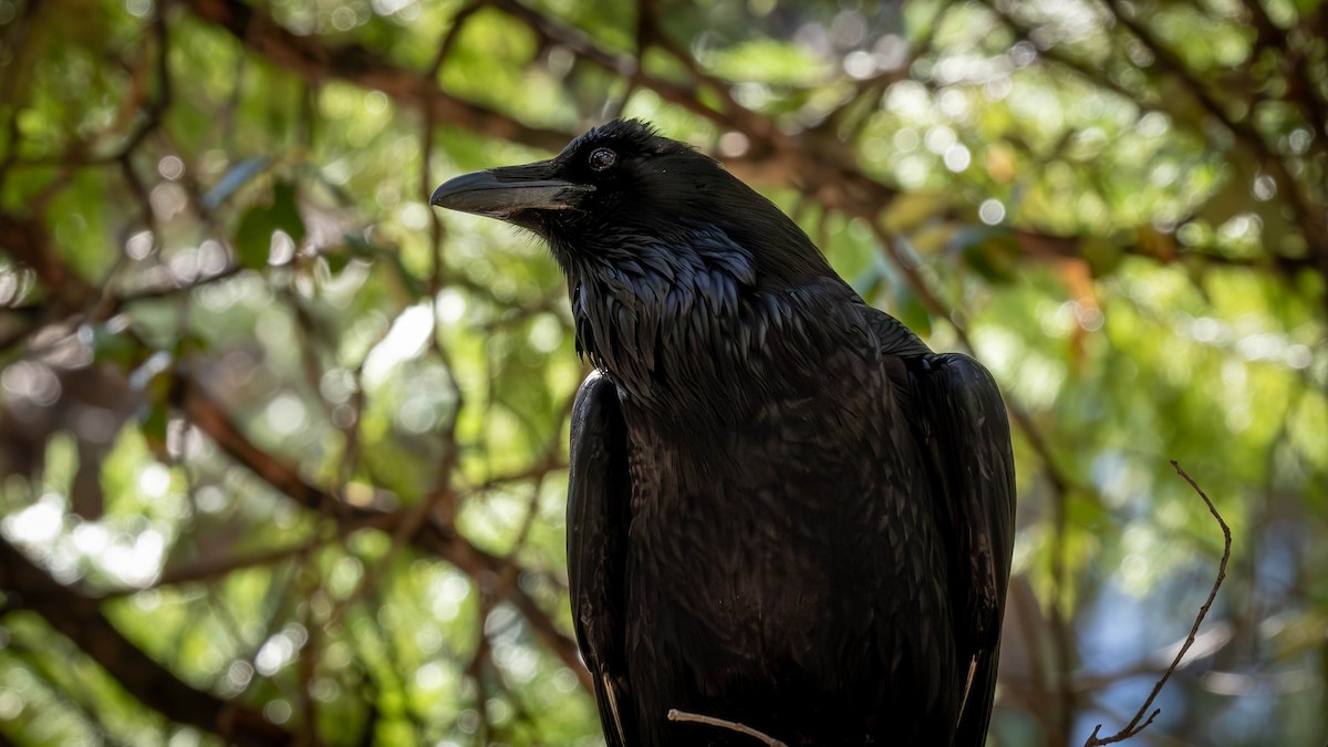 Common Raven - ML617819978