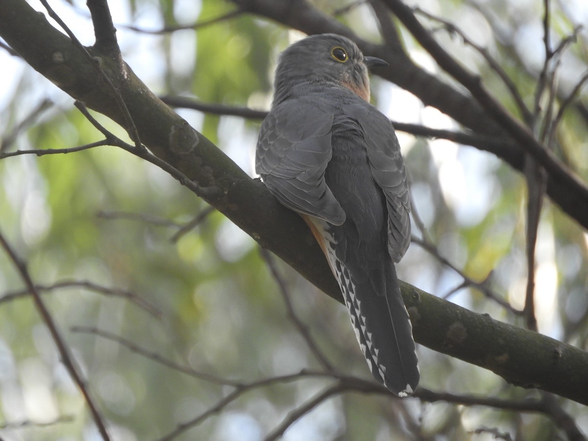 Fan-tailed Cuckoo - ML617820046