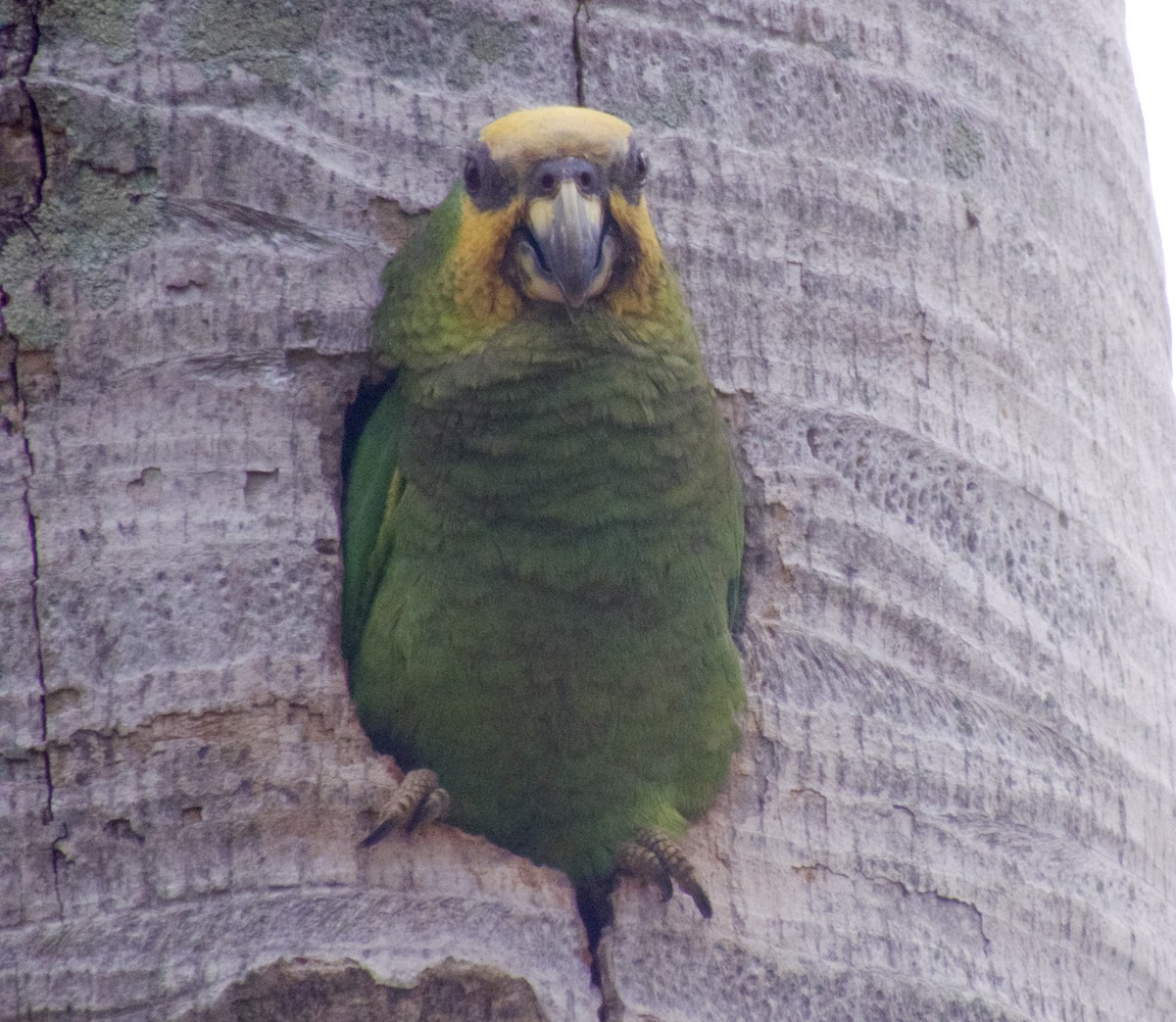 Yellow-crowned Parrot - ML617820181