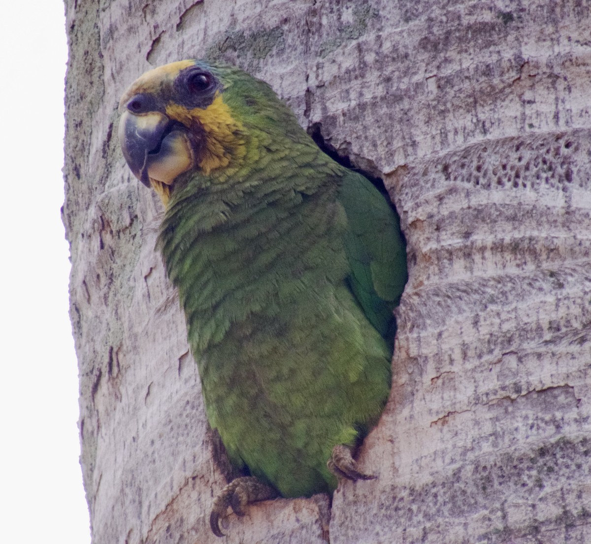 Yellow-crowned Parrot - ML617820186