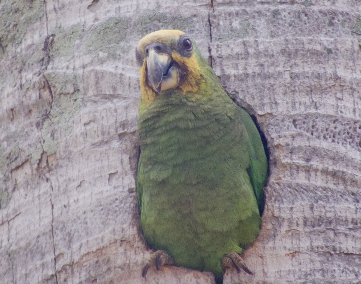 Yellow-crowned Parrot - Randy Bumbury