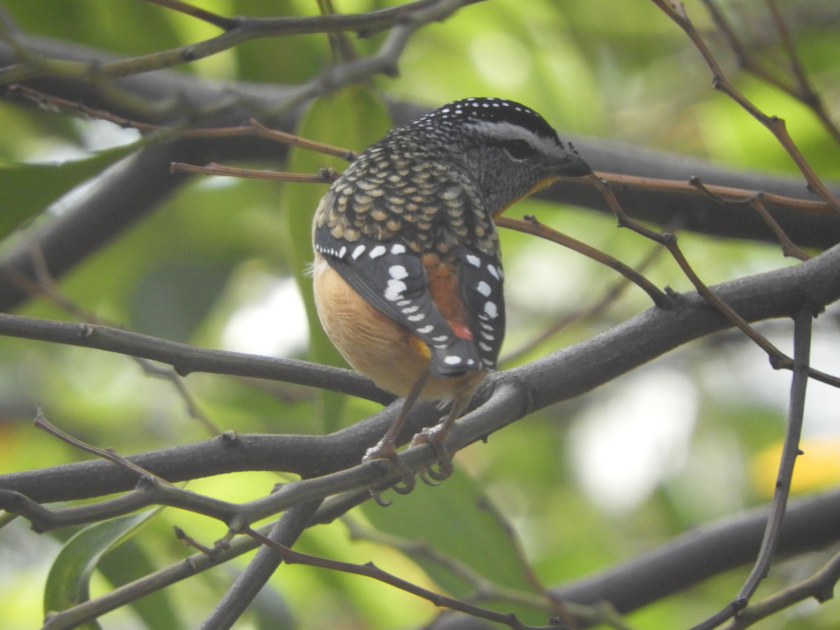 Spotted Pardalote - Charles Silveira