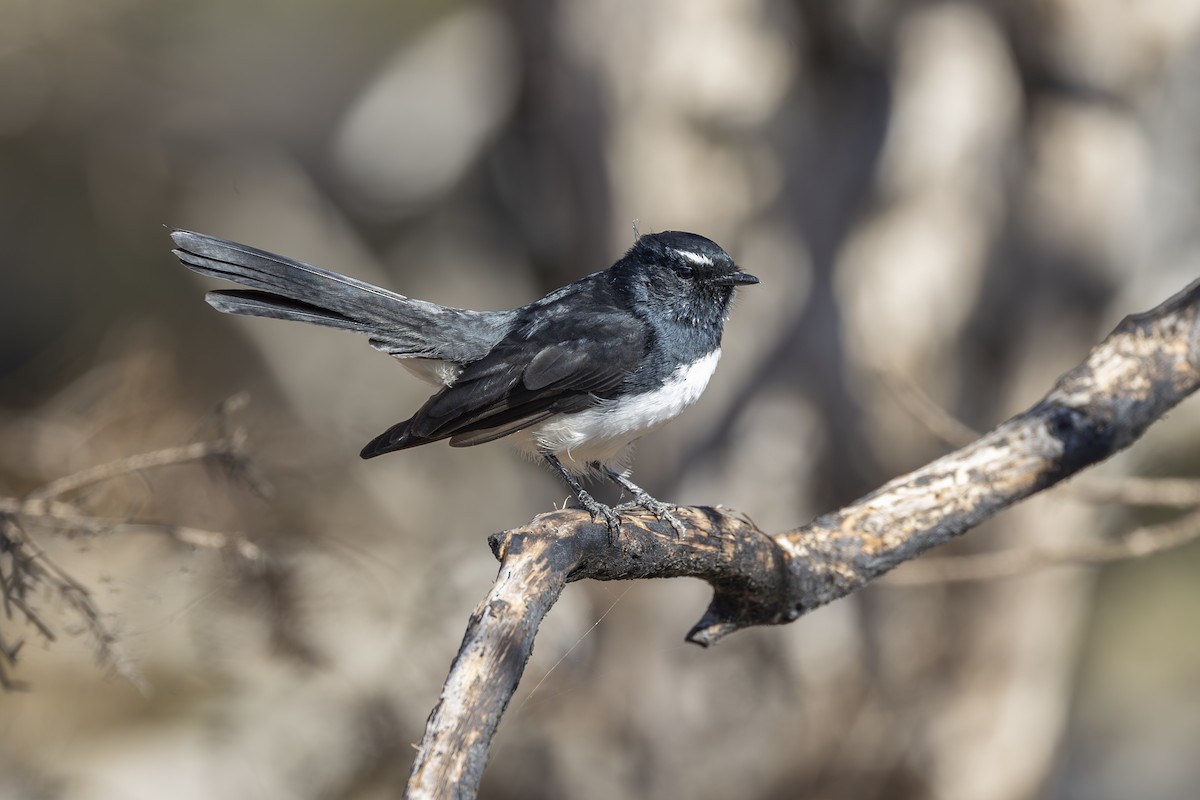 Willie-wagtail - ML617820248