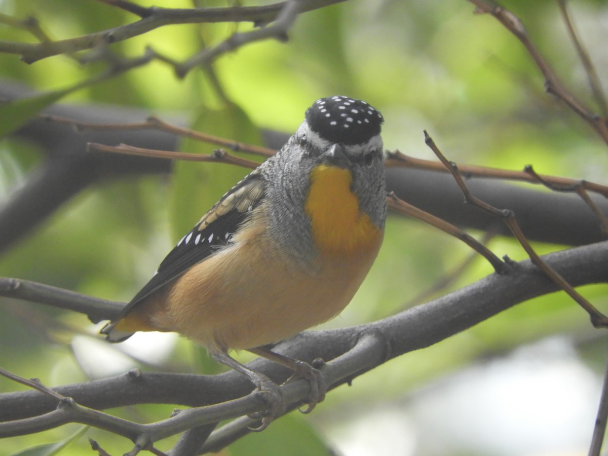 Spotted Pardalote - ML617820252