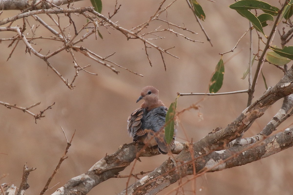 Laughing Dove - ML617820255