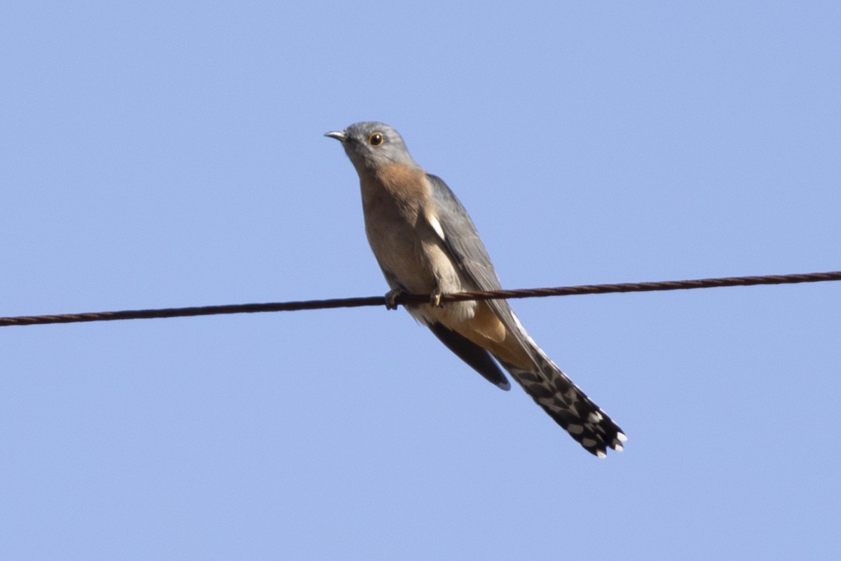 Fan-tailed Cuckoo - Dana Cameron