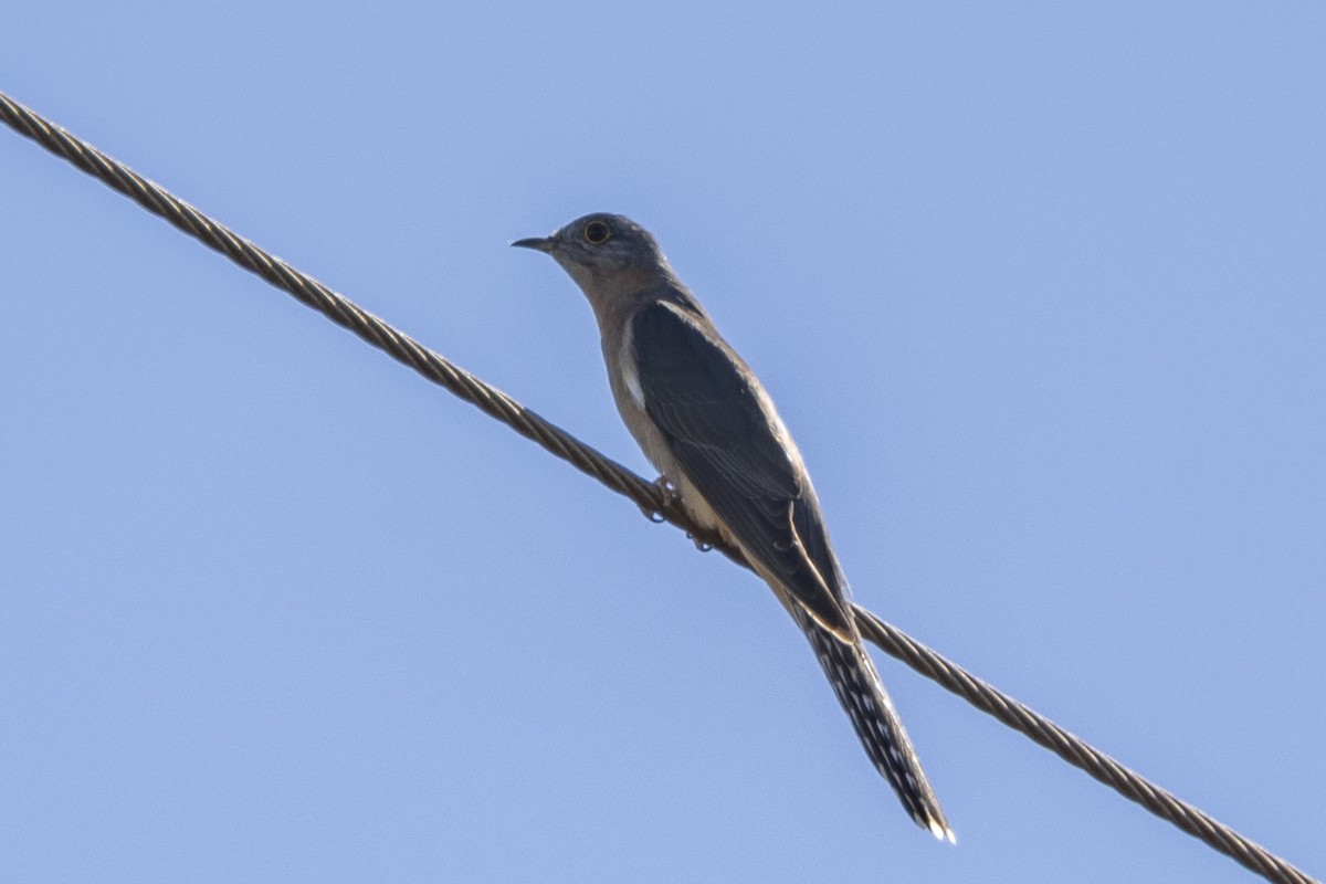 Fan-tailed Cuckoo - ML617820258