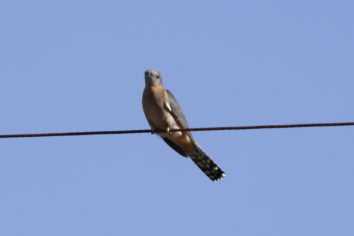 Fan-tailed Cuckoo - ML617820259