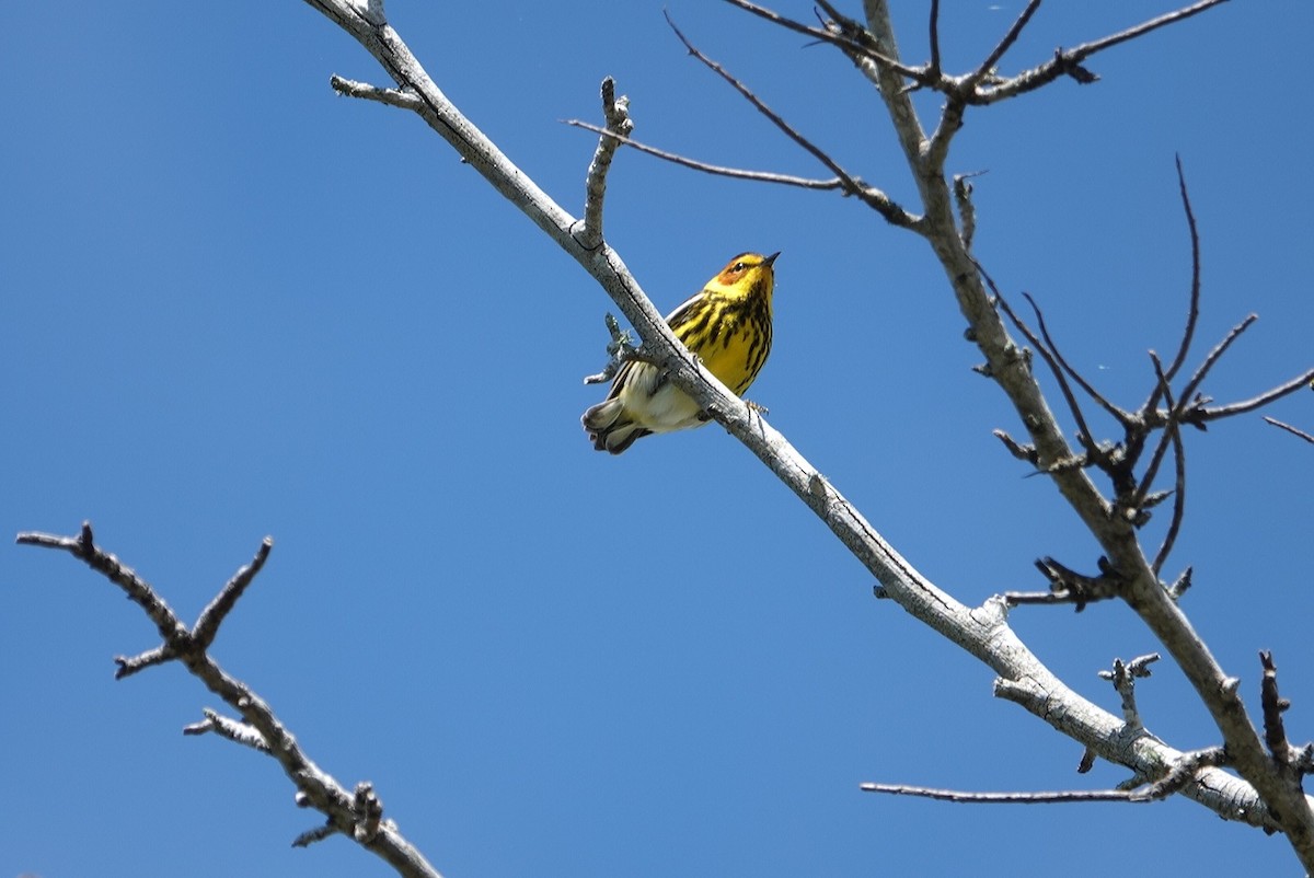 Cape May Warbler - ML617820274