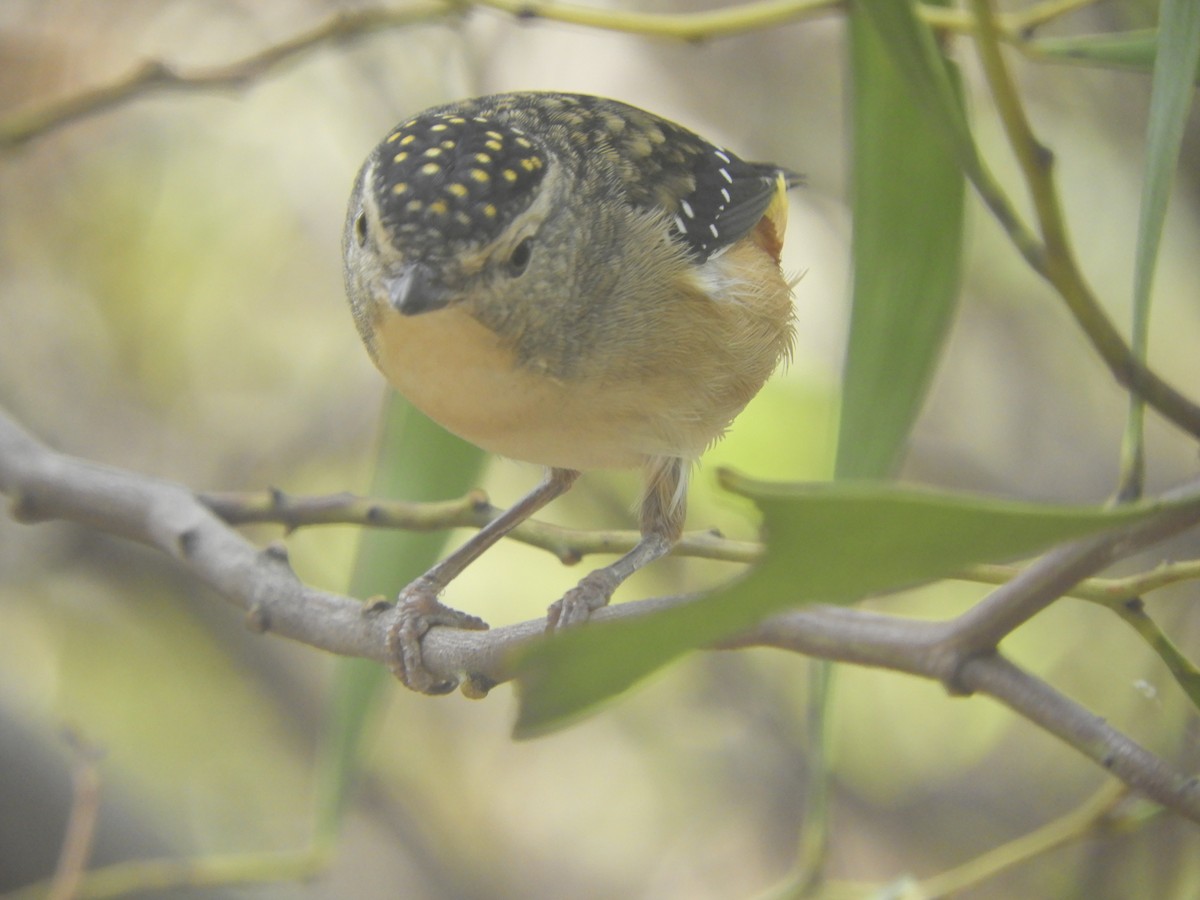 Spotted Pardalote - ML617820276