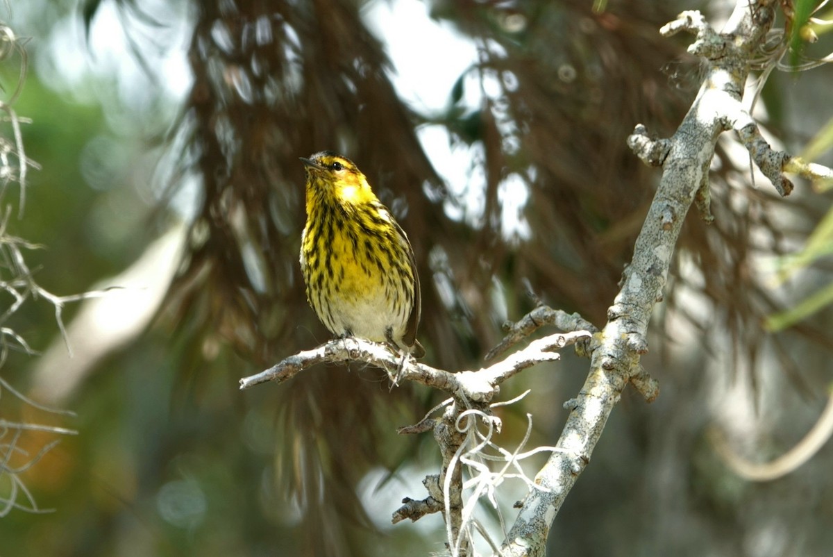Cape May Warbler - ML617820286