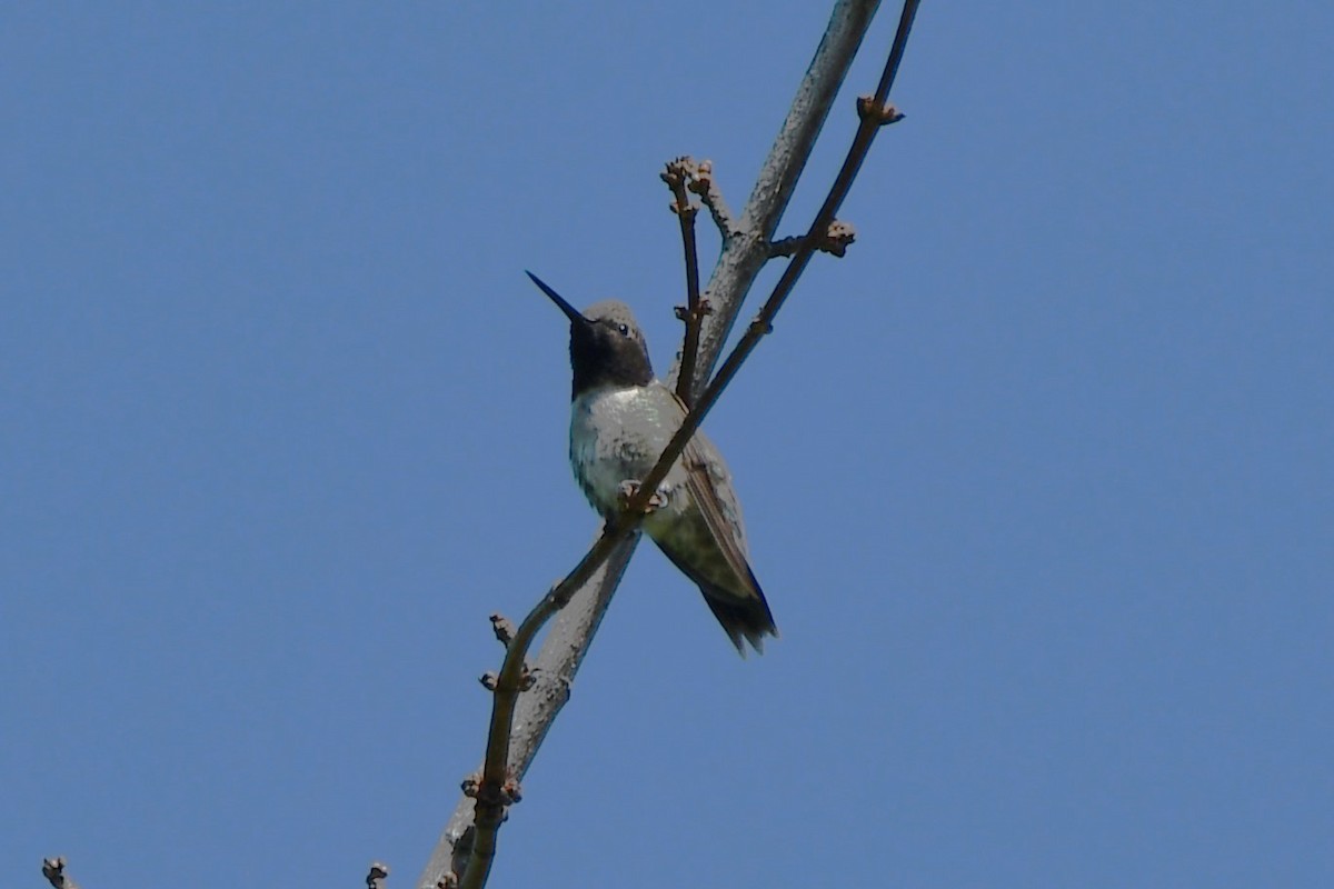 Black-chinned Hummingbird - ML617820291