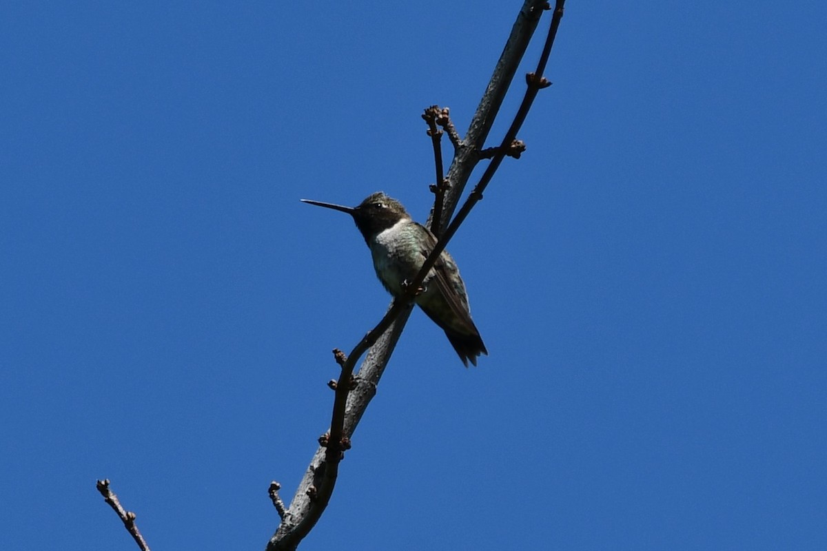 Black-chinned Hummingbird - ML617820292