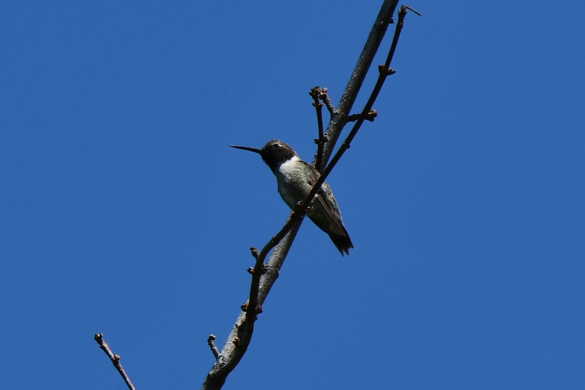 Black-chinned Hummingbird - ML617820293