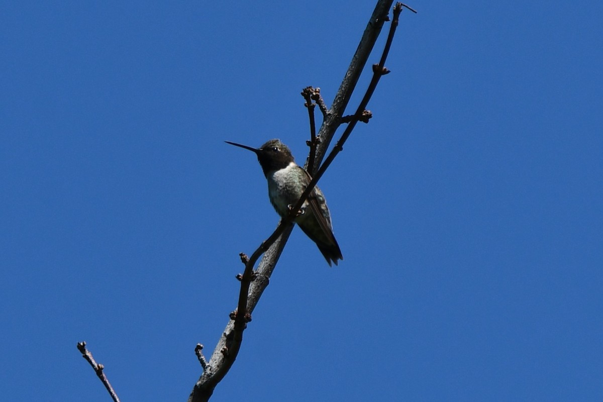 Black-chinned Hummingbird - Carmen Ricer