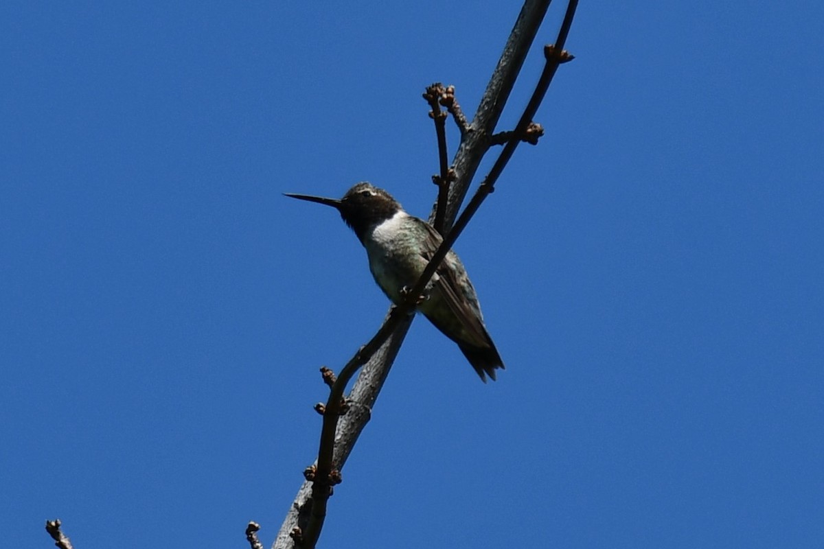 Black-chinned Hummingbird - ML617820295