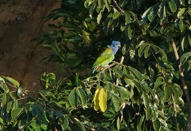 Blue-headed Parrot - Michele Reyes
