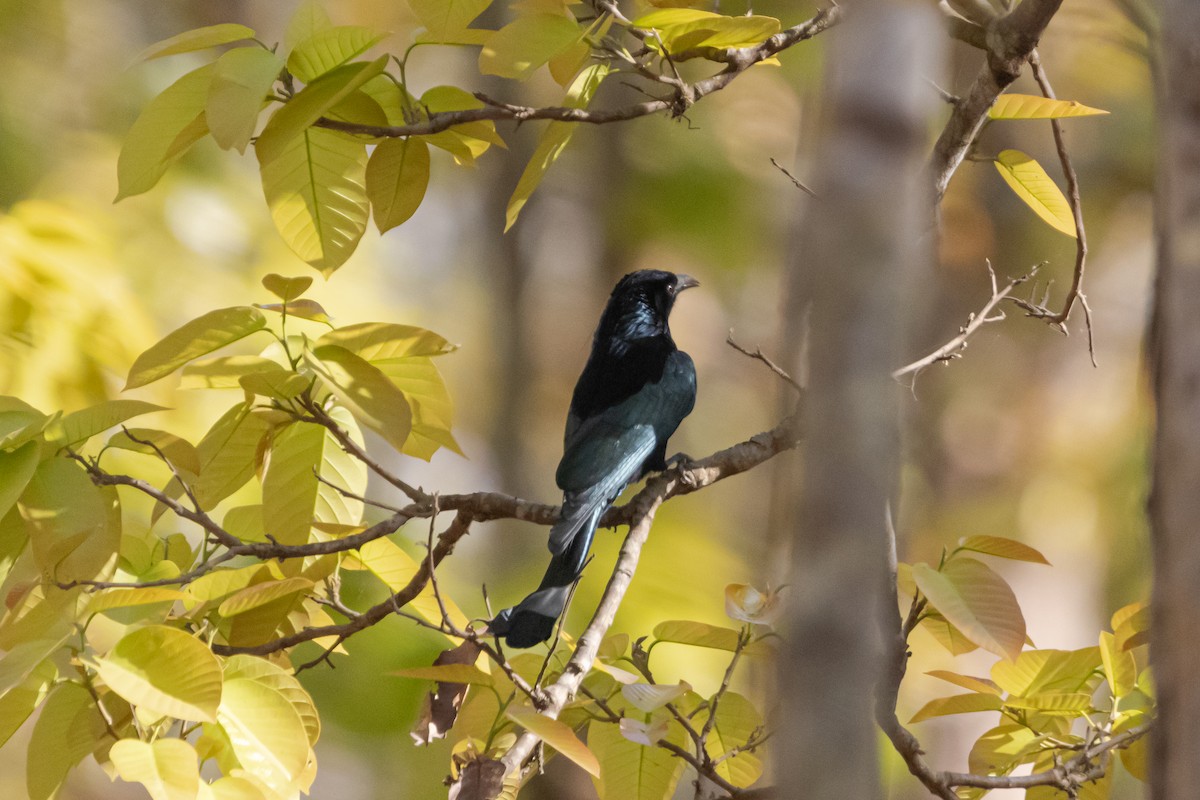 Hair-crested Drongo - ML617820361