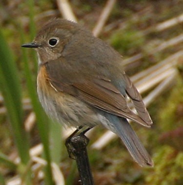 Red-flanked Bluetail - ML617820368