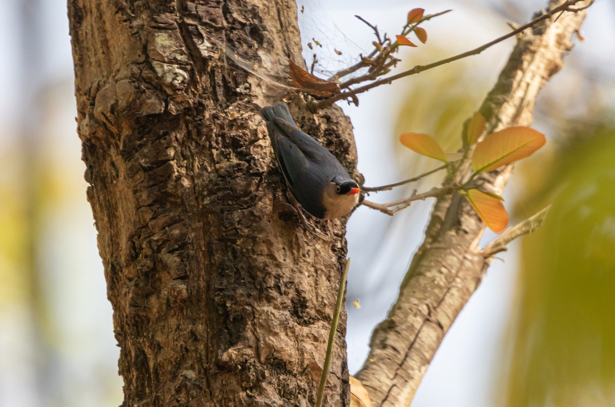 Velvet-fronted Nuthatch - ML617820398