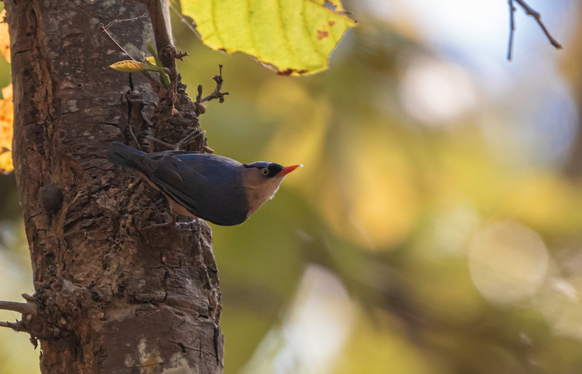 Velvet-fronted Nuthatch - ML617820399