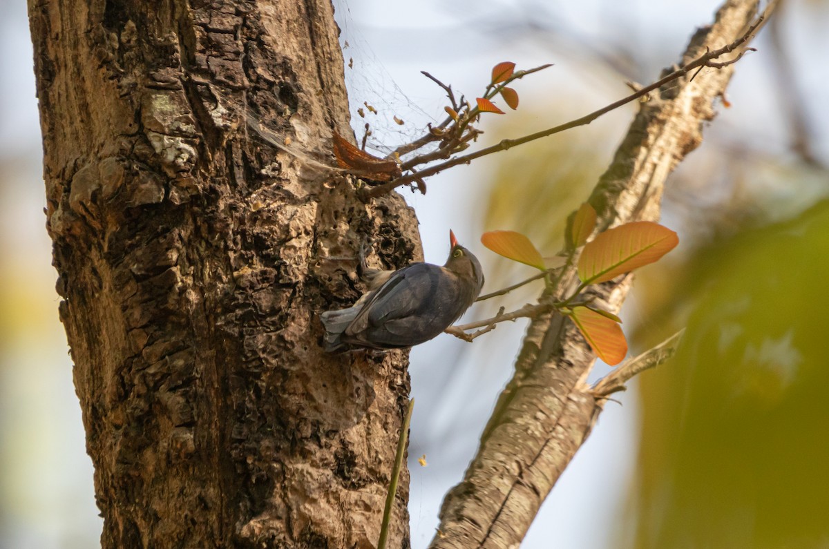 Velvet-fronted Nuthatch - ML617820400