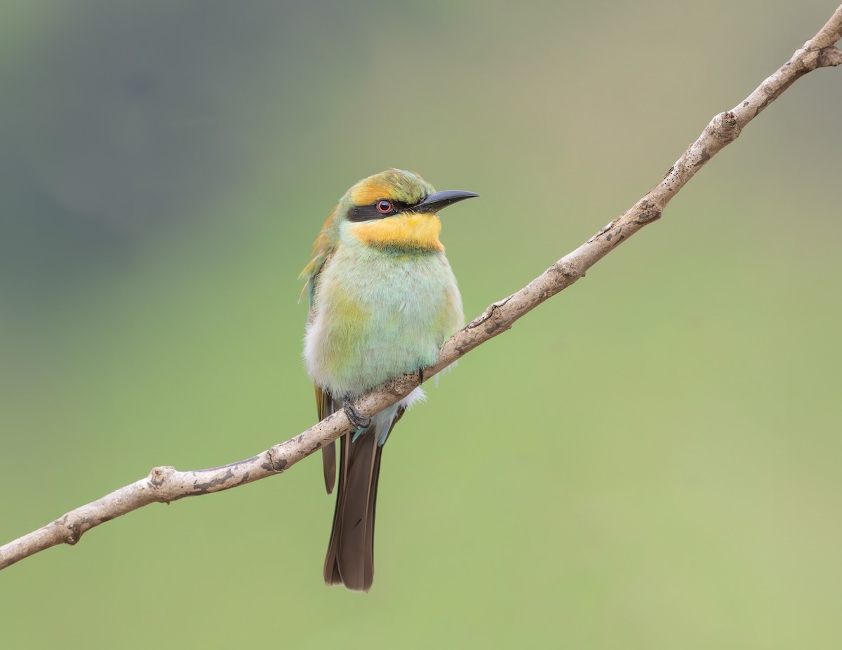 Rainbow Bee-eater - Jonathan Sykes