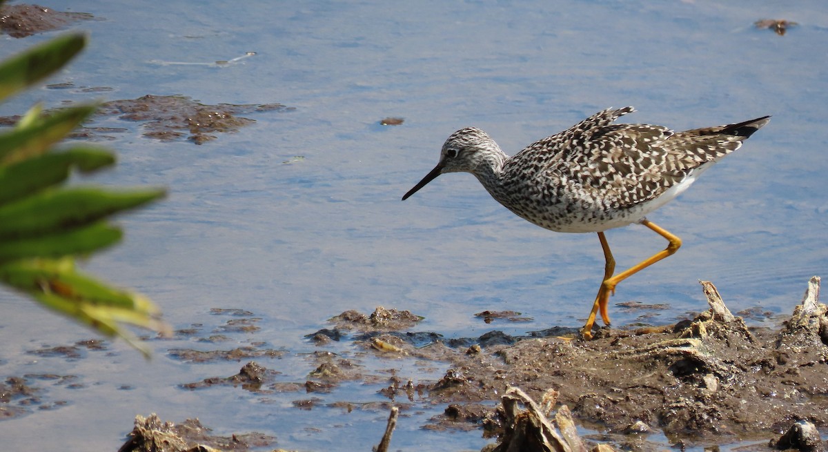 Lesser Yellowlegs - Susan Young
