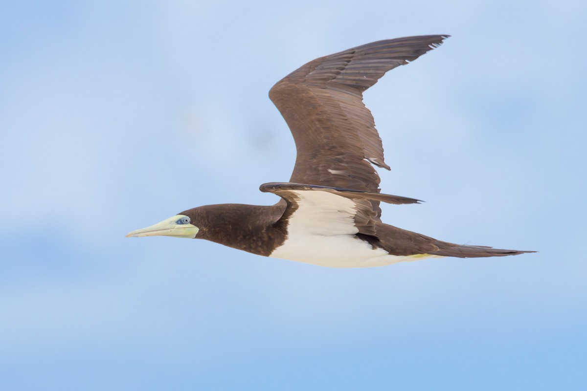 Brown Booby - ML617820553