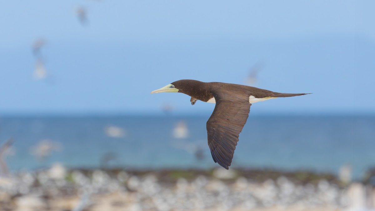 Brown Booby - ML617820554