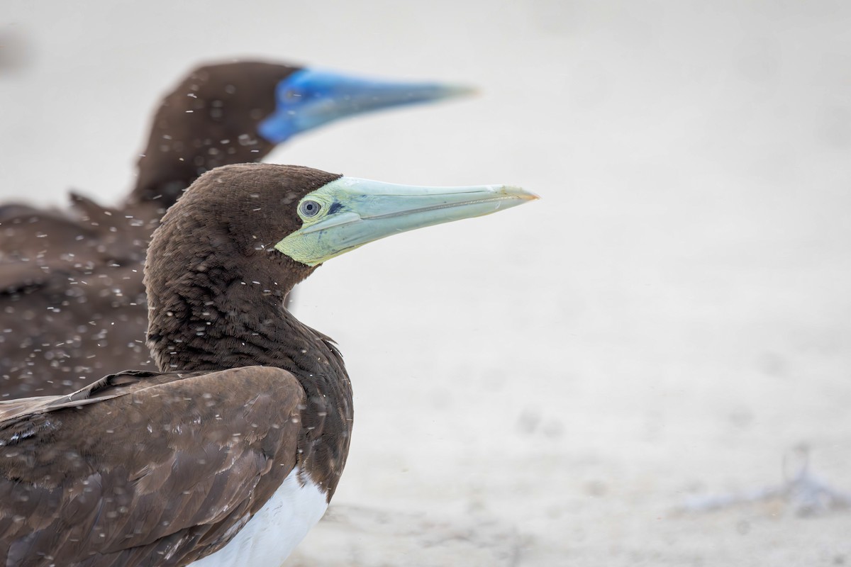 Brown Booby - ML617820675