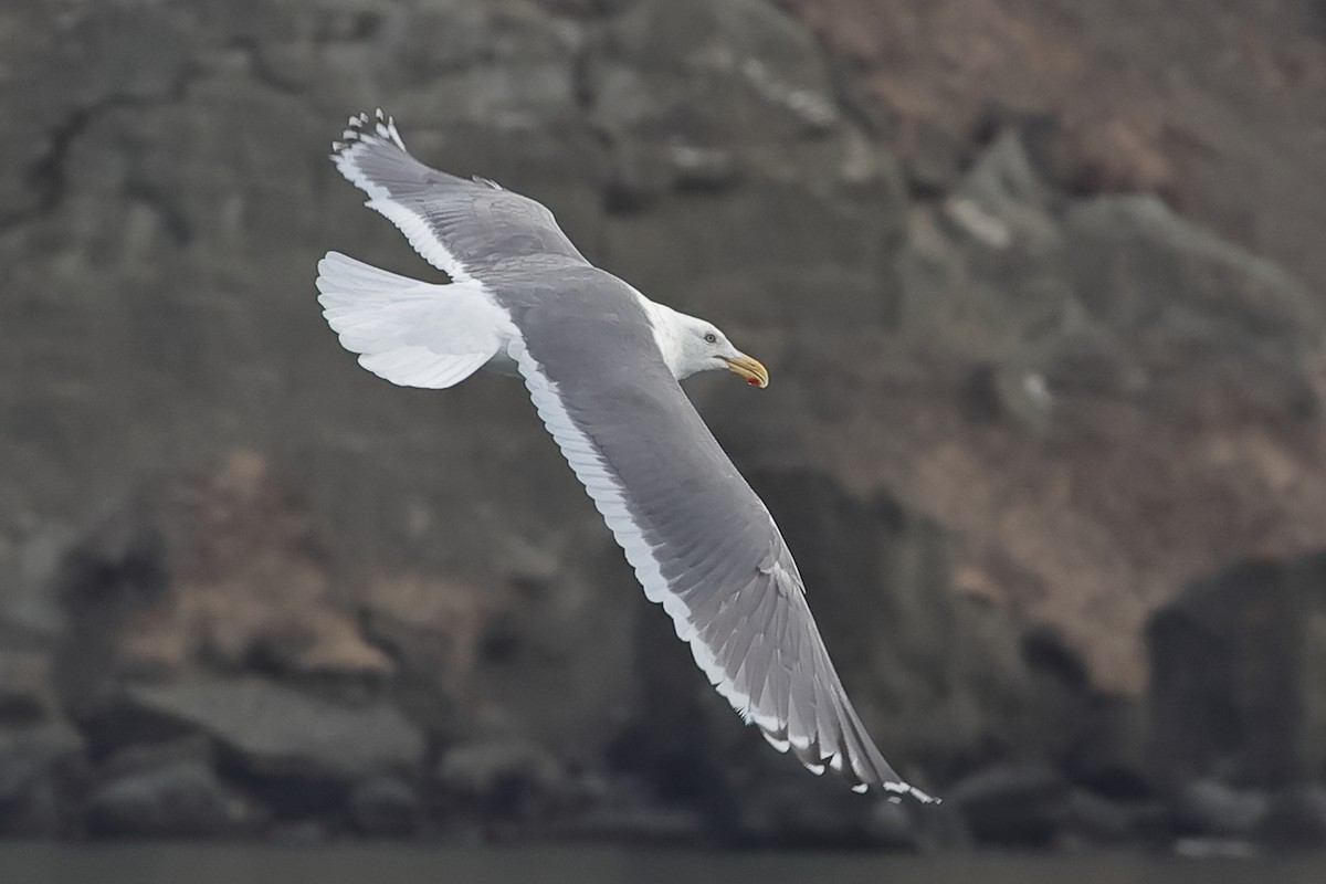 Herring Gull (Vega) - ML617820677