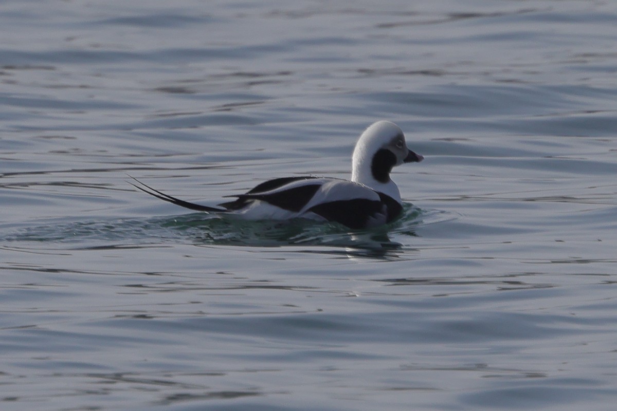 Long-tailed Duck - ML617820697