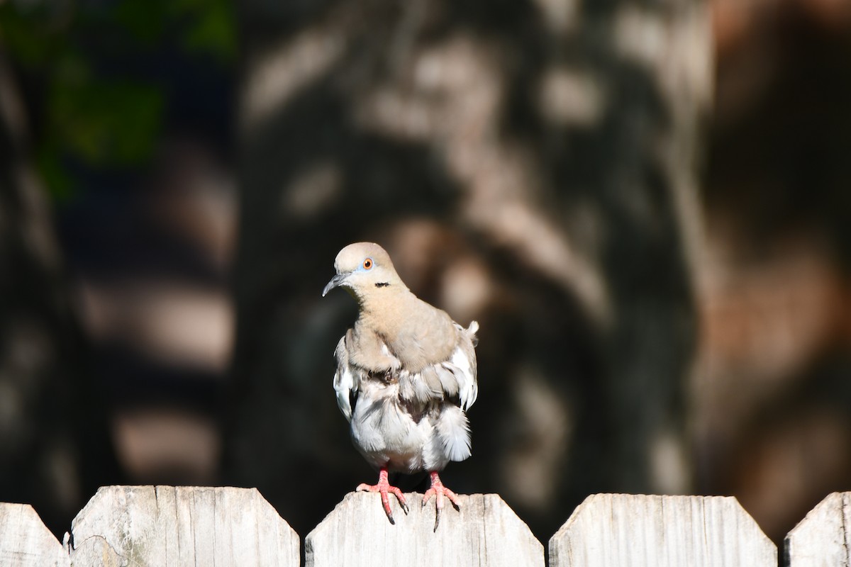 White-winged Dove - Carmen Ricer