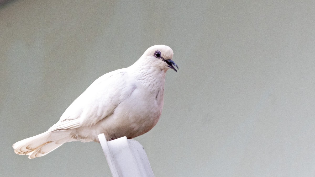Laughing Dove - ML617820728