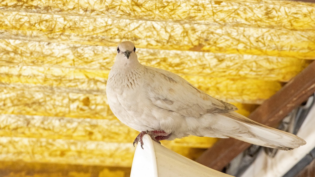 Laughing Dove - ML617820734