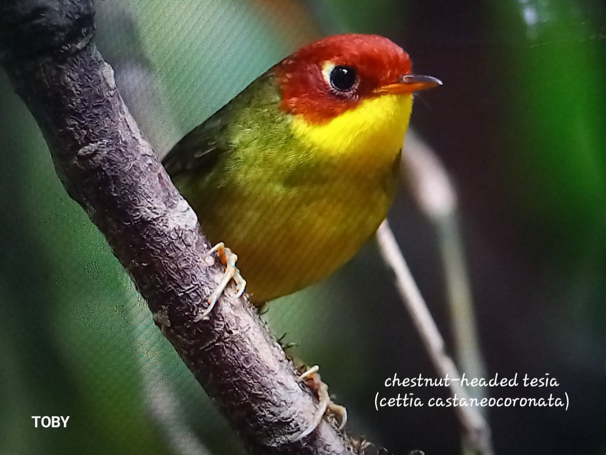 Chestnut-headed Tesia - Trung Buithanh