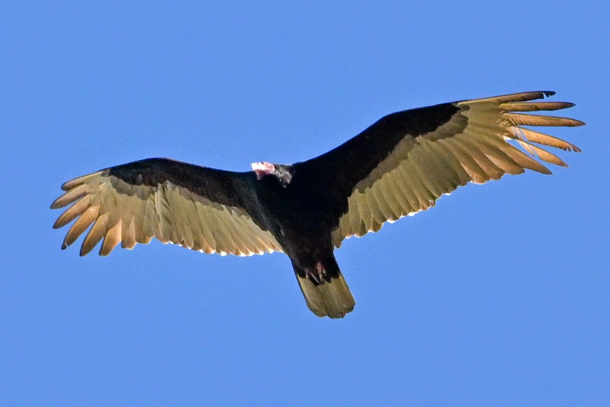 Turkey Vulture - ML617820810