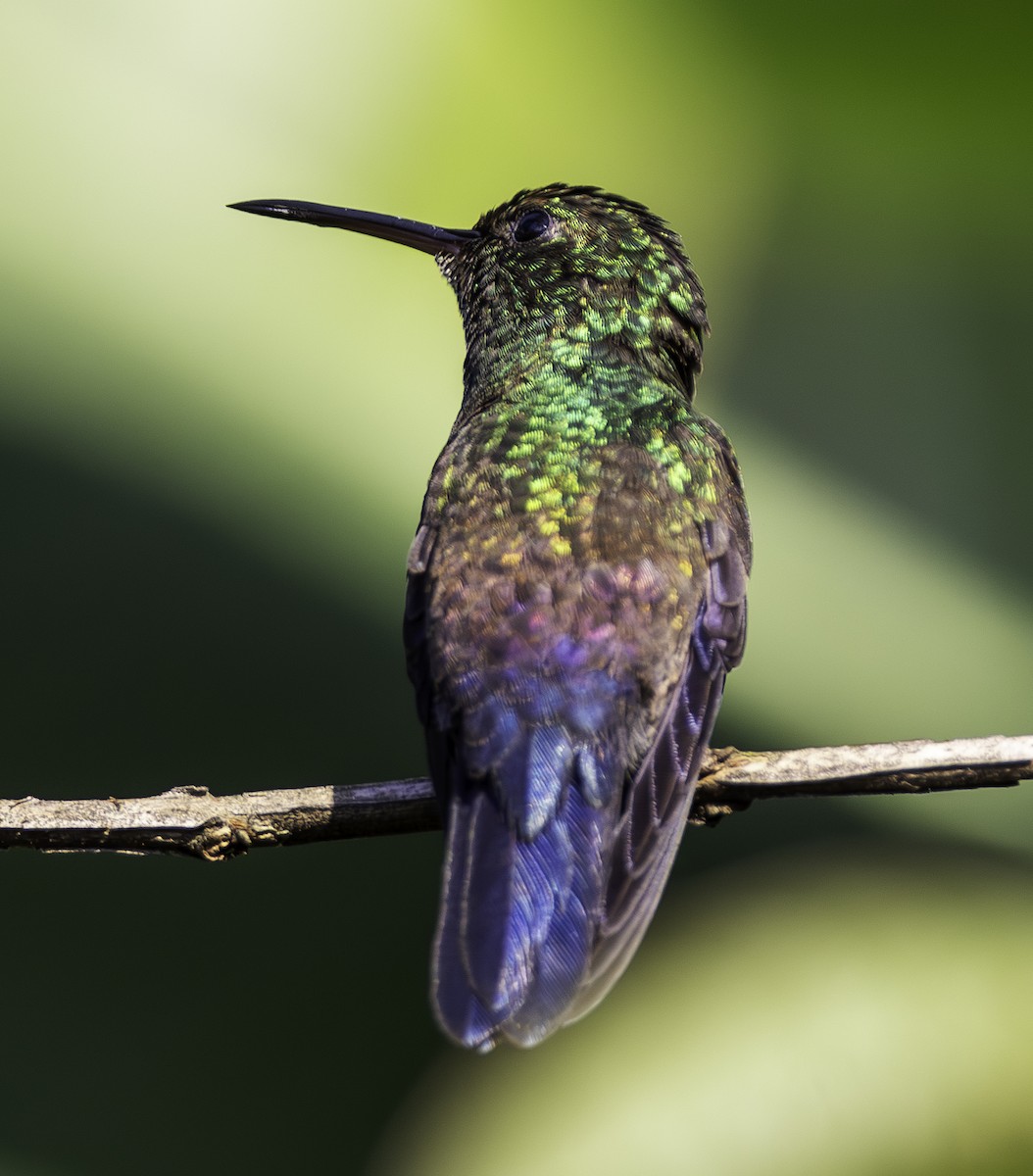 Blue-tailed Hummingbird - ML617820887
